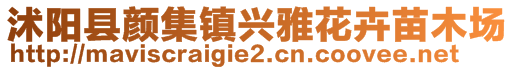 沭陽(yáng)縣顏集鎮(zhèn)興雅花卉苗木場(chǎng)