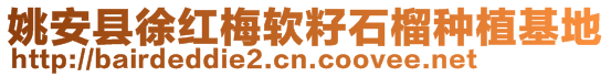 姚安縣徐紅梅軟籽石榴種植基地
