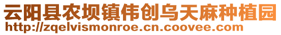 云陽縣農壩鎮偉創烏天麻種植園