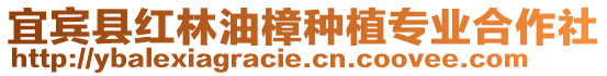 宜賓縣紅林油樟種植專業合作社