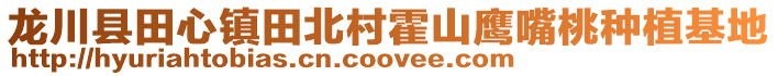 龍川縣田心鎮田北村霍山鷹嘴桃種植基地