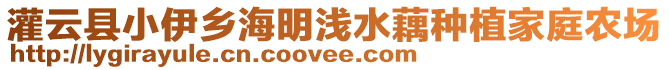 灌云縣小伊鄉(xiāng)海明淺水藕種植家庭農場