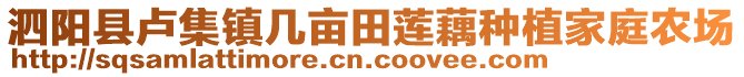 泗陽縣盧集鎮(zhèn)幾畝田蓮藕種植家庭農(nóng)場