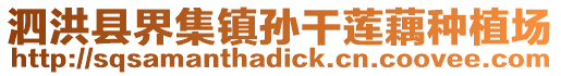 泗洪縣界集鎮(zhèn)孫干蓮藕種植場(chǎng)