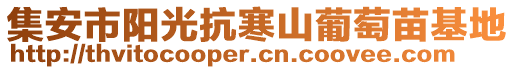 集安市陽光抗寒山葡萄苗基地