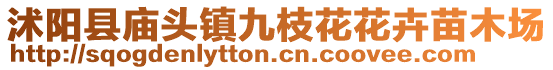 沭陽縣廟頭鎮九枝花花卉苗木場