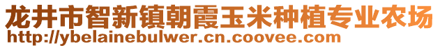 龙井市智新镇朝霞玉米种植专业农场