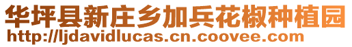 華坪縣新莊鄉加兵花椒種植園