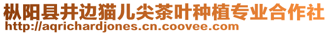 樅陽縣井邊貓兒尖茶葉種植專業合作社