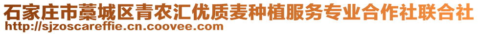 石家莊市藁城區(qū)青農(nóng)匯優(yōu)質(zhì)麥種植服務(wù)專業(yè)合作社聯(lián)合社