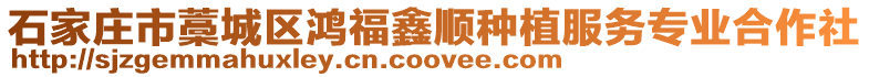 石家莊市藁城區鴻福鑫順種植服務專業合作社