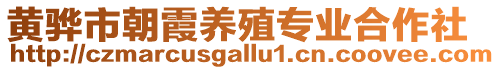 黃驊市朝霞養殖專業合作社