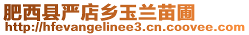 肥西縣嚴(yán)店鄉(xiāng)玉蘭苗圃