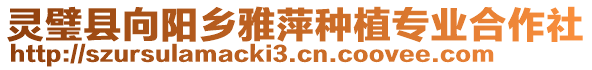 靈璧縣向陽鄉(xiāng)雅萍種植專業(yè)合作社