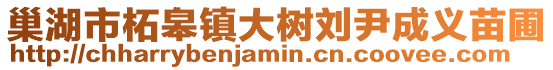 巢湖市柘皋鎮(zhèn)大樹(shù)劉尹成義苗圃