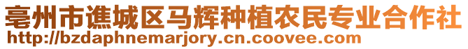 亳州市譙城區(qū)馬輝種植農(nóng)民專業(yè)合作社