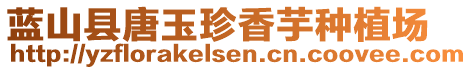 藍(lán)山縣唐玉珍香芋種植場