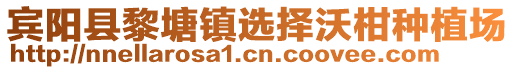 賓陽縣黎塘鎮(zhèn)選擇沃柑種植場(chǎng)