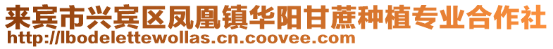 來賓市興賓區鳳凰鎮華陽甘蔗種植專業合作社