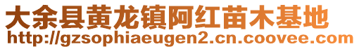 大余縣黃龍鎮(zhèn)阿紅苗木基地