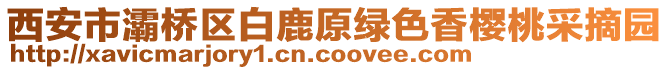 西安市灞橋區(qū)白鹿原綠色香櫻桃采摘園