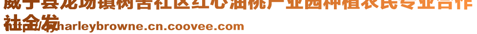 威寧縣龍場鎮(zhèn)樹舍社區(qū)紅心油桃產(chǎn)業(yè)園種植農(nóng)民專業(yè)合作
社全發(fā)